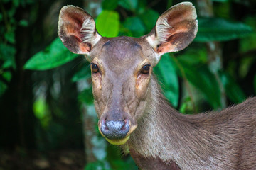 Deer at Khao Yai National Park, Thailand