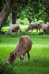 Naklejka na ściany i meble Cows near Sukhothai Historical Park, Thailand