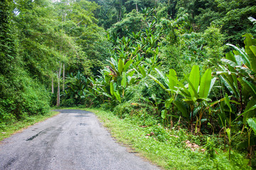 Jungle road in northern Thailand