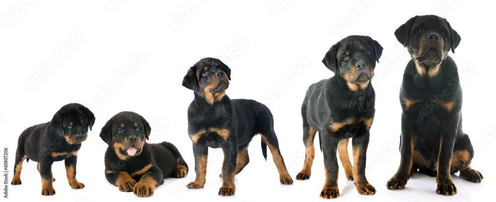 Canvas Prints puppy rottweiler