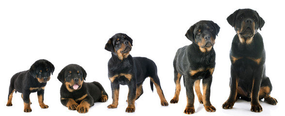 puppy rottweiler © cynoclub