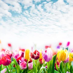 Vitrage gordijnen Field of colourful tulips under a beautiful sky © exclusive-design