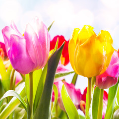 Closeup of two vibrant fresh tulips outdoors