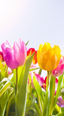 Pretty fresh tulips in spring sunshine