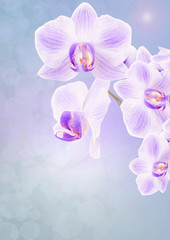 Naklejka na ściany i meble Orchids on a colorful abstract background