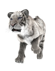 ホワイトタイガー