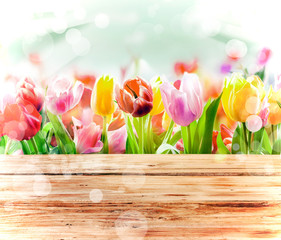 Fresh tulips in bright sunlight with a bokeh