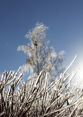 Frozen hedge and birch covered with ice
