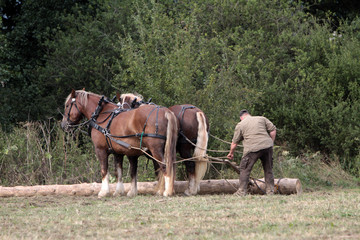 Rückepferde bei der Arbeit