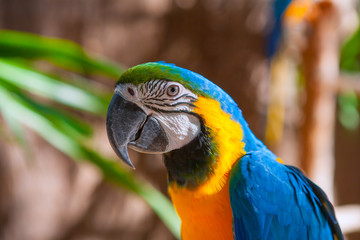 Blue Parrot portrait with yellow neck