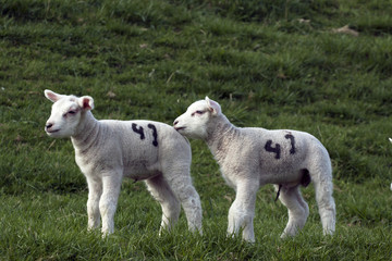 Obraz premium Two young lambs with number 41.