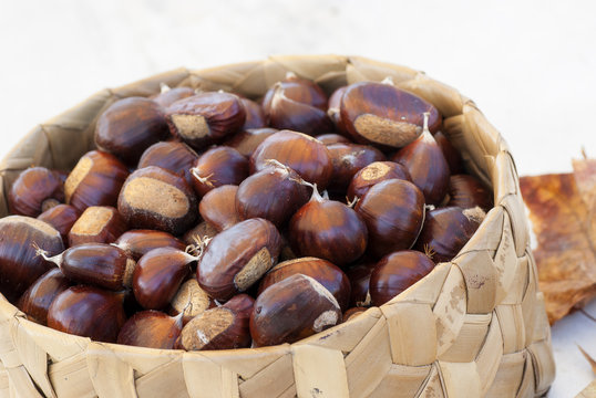cesto pieno di castane appena raccolte
