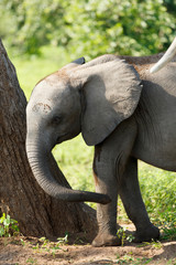 Kleiner Elefant am Baum