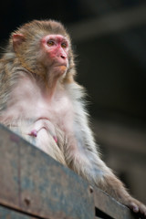 Macaca mulatta known as rhesus macaque or rhesus money