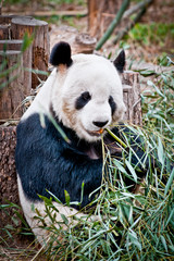 Ailuropoda melanoleuca commonly known as Giant panda
