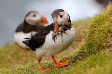 Atlantic Puffin returning from fishing trip