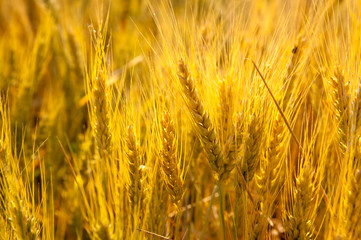 Fototapeta premium Wheat spikes in golden field with cereal