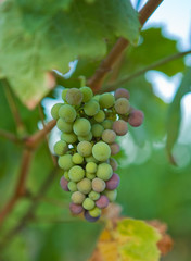 Puente Adjuda grapes