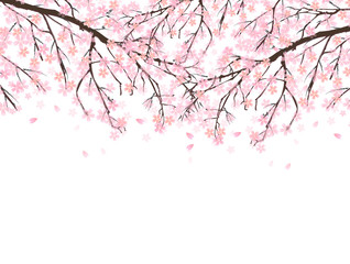 桜　さくら　背景