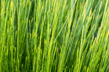 Hintergrund - Abstraktes Grün 2