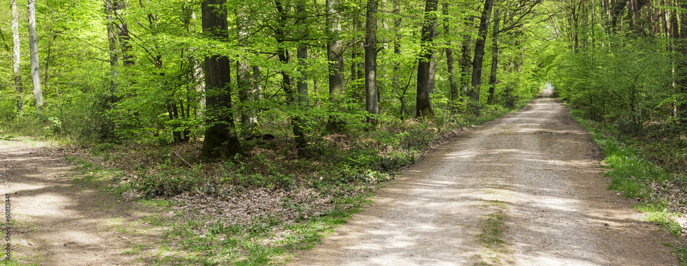 Wall mural blick in den wald 2