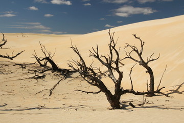 Fototapeta na wymiar Australian desert