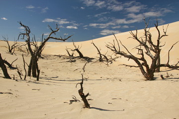 Fototapeta na wymiar Australian desert