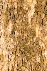 tree bark as background