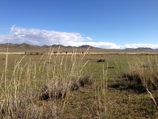 Horses in Mongolian landscape