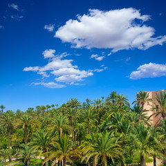 Obraz na płótnie Canvas Elche Elx Alicante el Palmeral with many palm trees
