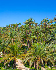 Obraz na płótnie Canvas Elche Elx Alicante el Palmeral with many palm trees
