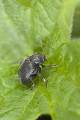 Bromius obscurus sitting on leaf