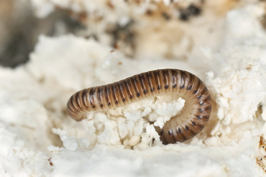 Millipede on wood, extreme close-up