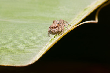 the little spider