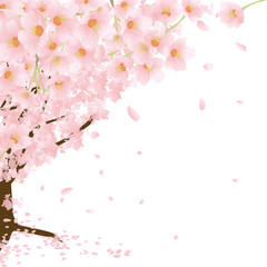 桜　 春