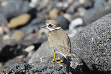 Adult Kentish Plover Water Bird