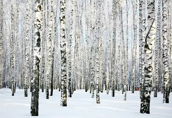 Gordijnen Winter birch forest © Elena Kovaleva