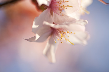 桜の花