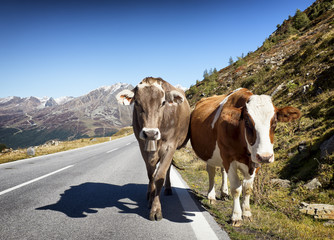 Fototapeta na wymiar two cows