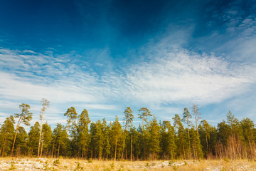 First Snow Covered The Dry Yellow Grass In Forest