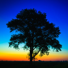 Obraz premium Old Tree In Sunset