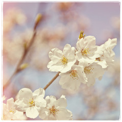 Obraz na płótnie Canvas Cherry tree blossom