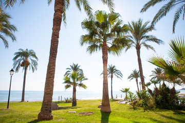 Fototapeta premium Oropesa de Mar in Castellon palm tree garden in mediterranean