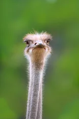 Tuinposter ostrich bird head and neck front portrait © lunamarina