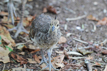Peafowl chick