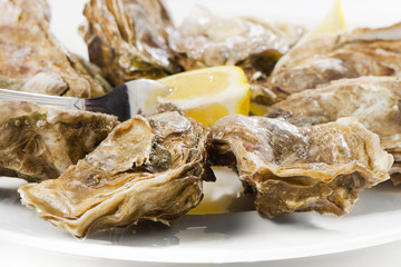 Fresh oysters