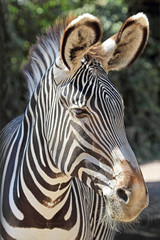 Fototapeta na wymiar Portrait of a common zebra