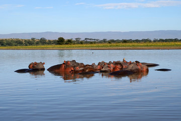 Hippos in a river