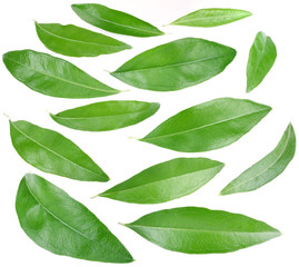 Collection of green leaves.