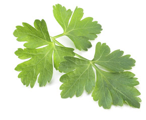 Green parsley isolated on a white background.